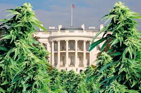 weed whitehouse